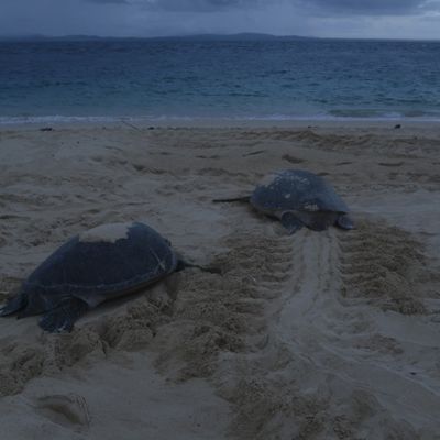 A dawn, two green turtle return to the ocean after laying their eggs.