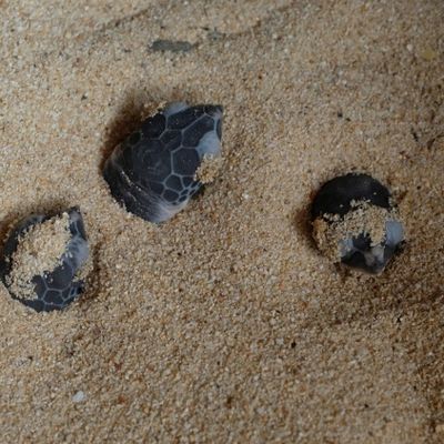 The heads of three newborn green turtle appear in the sand of their individual hatchery.