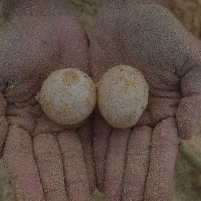 Two green turtle eggs: Normal egg { left } and oval egg { right }