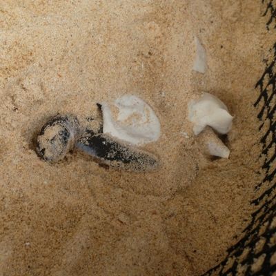 Baby green turtle coming out of the egg in its individual nest in the hatchery.