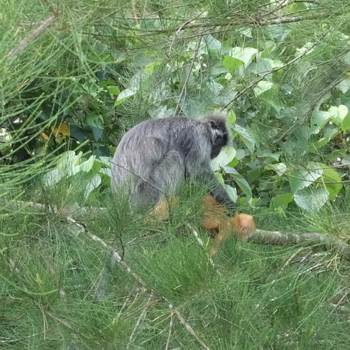 Mother Silver Leaf Langur Deworm Her Baby { Preybotis Cristata } 