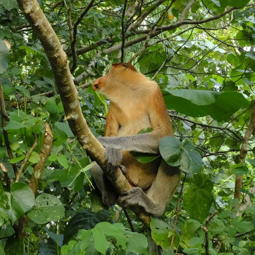 Proboscis Monkey { Nasalis Lavartus }