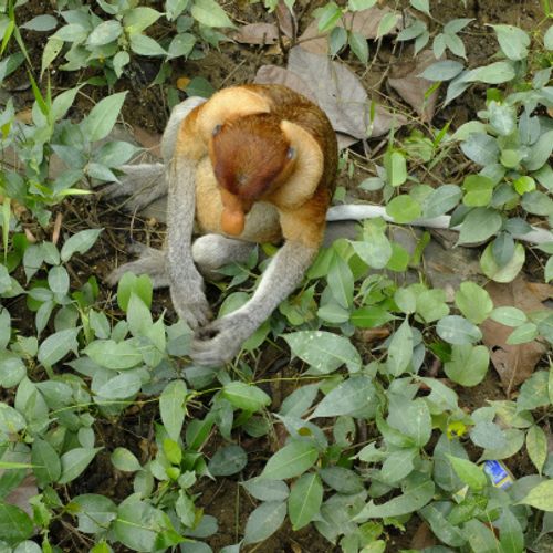 Proboscis Monkey { Nasalis Lavartus }