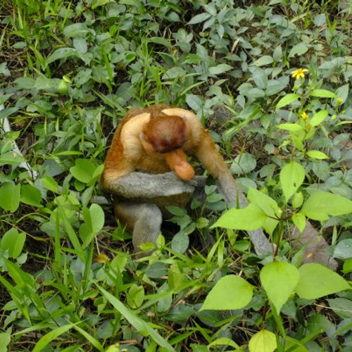 Proboscis Monkey { Nasalis Lavartus }