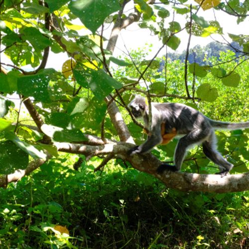 Silver Leaf Langur { Preybotis Cristata }