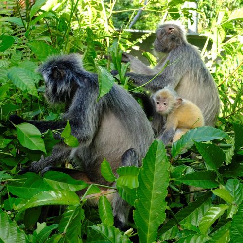 Silver Leaf Langur { Preybotis Cristata }