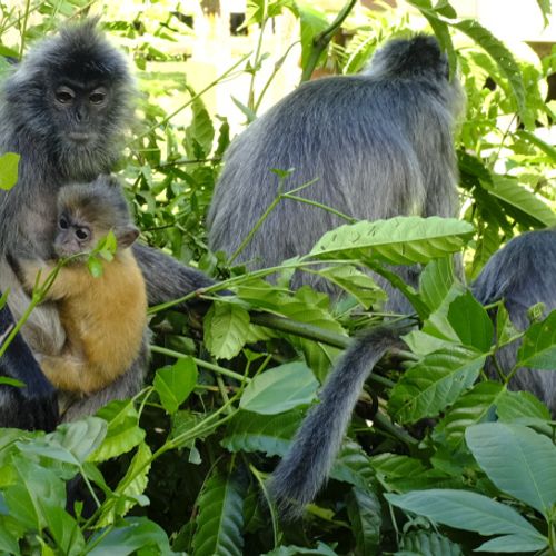 Silver Leaf Langur { Preybotis Cristata }