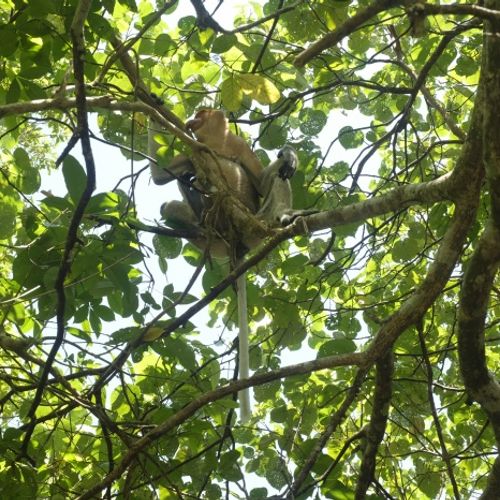 Proboscis Monkey { Nasalis Lavartus }