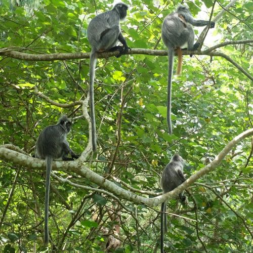 Silver Leaf Langur { Preybotis Cristata }