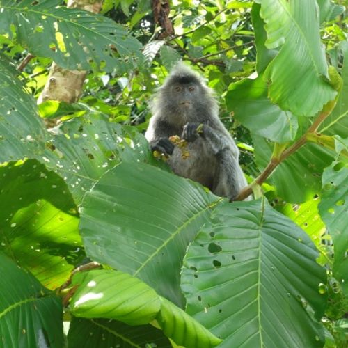 Silver Leaf Langur { Preybotis Cristata }