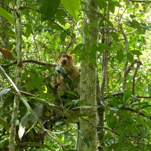 Proboscis Monkey { Nasalis Lavartus }