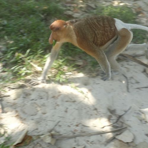 Proboscis Monkey { Nasalis Lavartus }