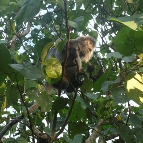 Silver Leaf Langur { Preybotis Cristata }