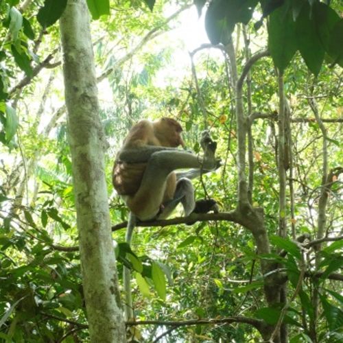 Proboscis Monkey { Nasalis Lavartus }