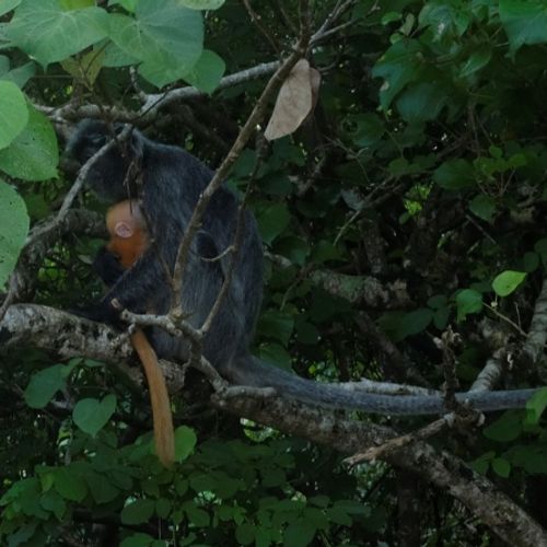 Silver Leaf Langur { Preybotis Cristata }