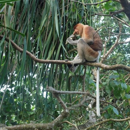 Proboscis Monkey { Nasalis Lavartus }