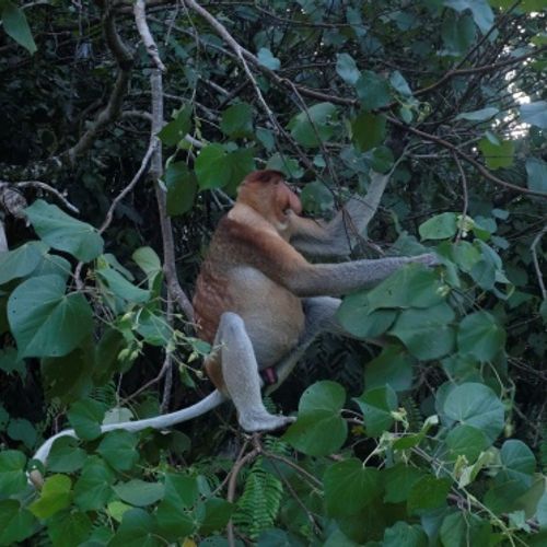 Proboscis Monkey { Nasalis Lavartus }