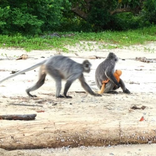 Silver Leaf Langur { Preybotis Cristata }