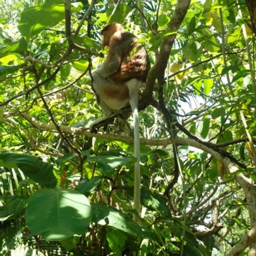 Proboscis Monkey { Nasalis Lavartus }