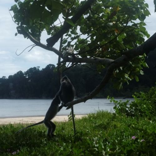 Silver Leaf Langur { Preybotis Cristata }