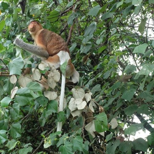 Proboscis Monkey { Nasalis Larvatus }