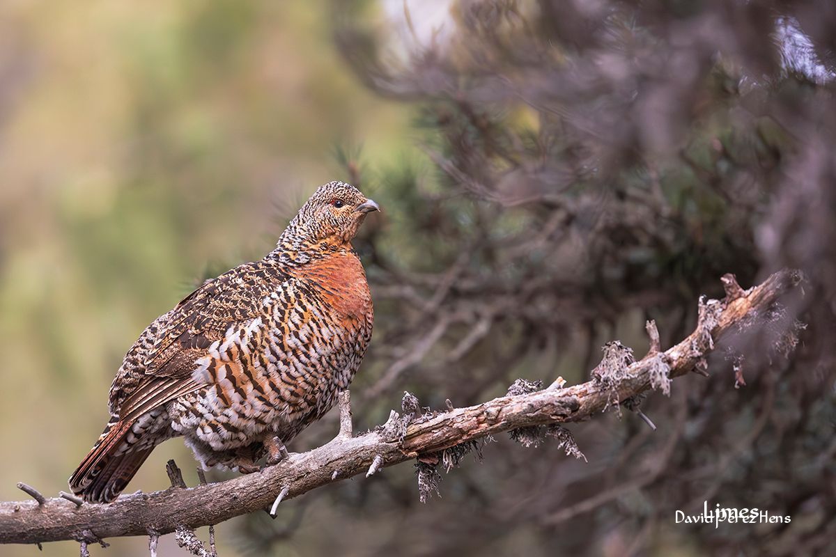 Urogallina, Pirineos 2024