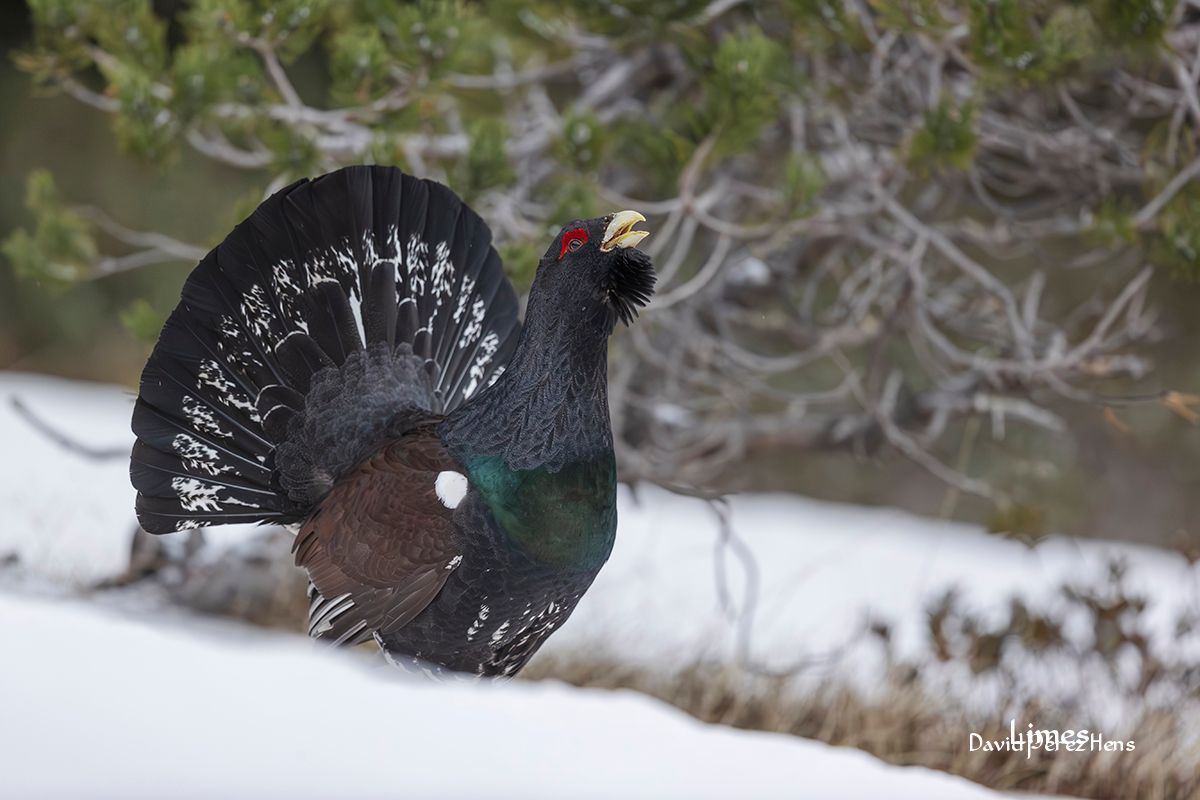 Urogallo, Pirineos 2024