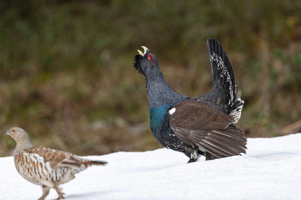 Urogallo y Urogallina, Pirineos 2024