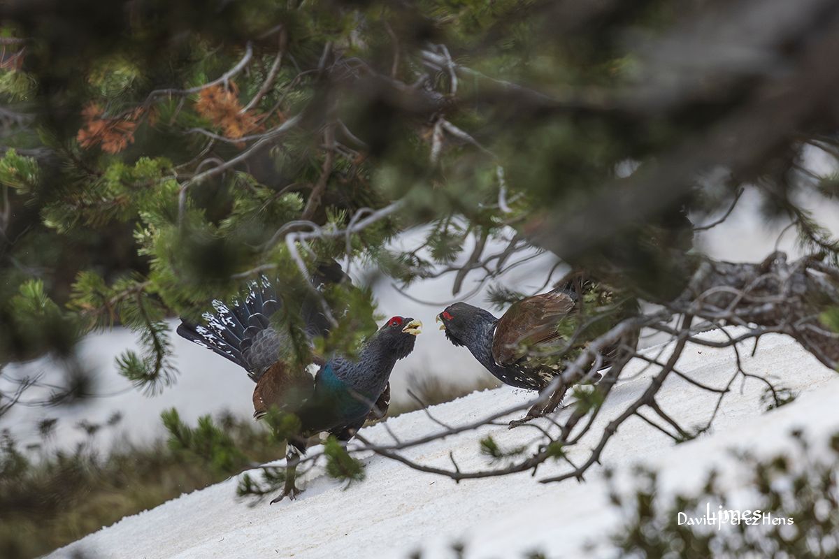 Pelea de Urogallos, Pirineos 2024