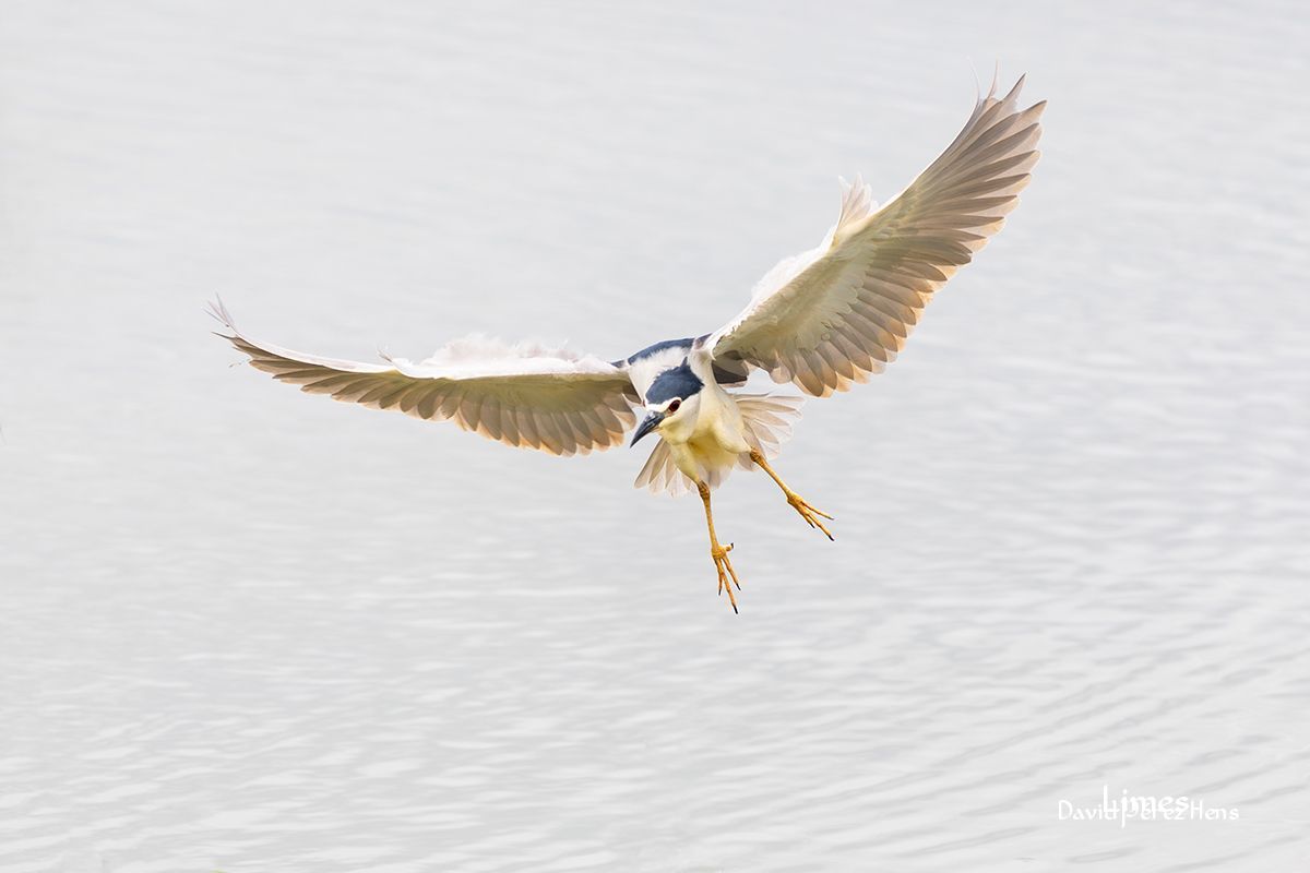 Martinete, Delta del Ebro