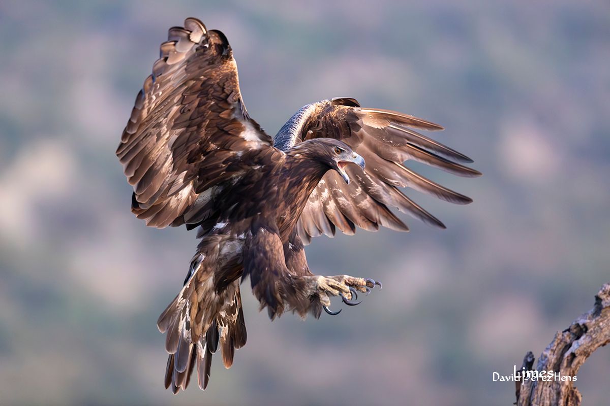 Águila Real, Cáceres