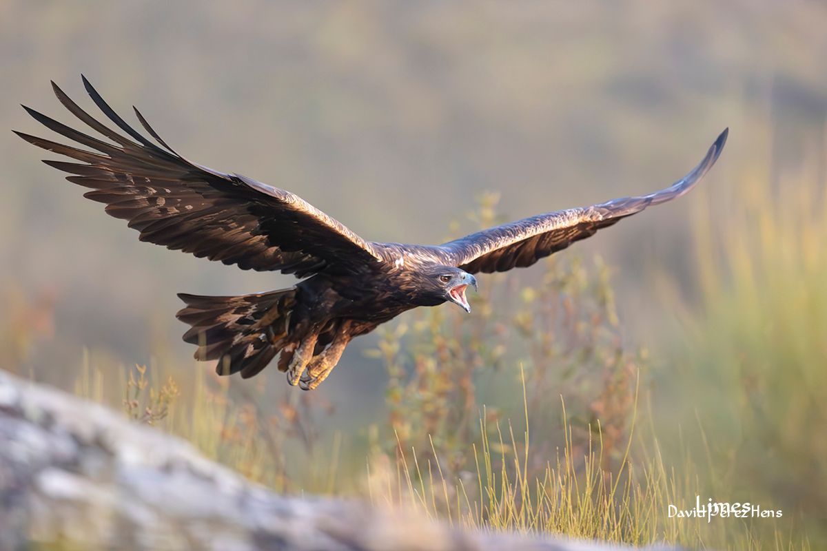 Águila Real, Cáceres