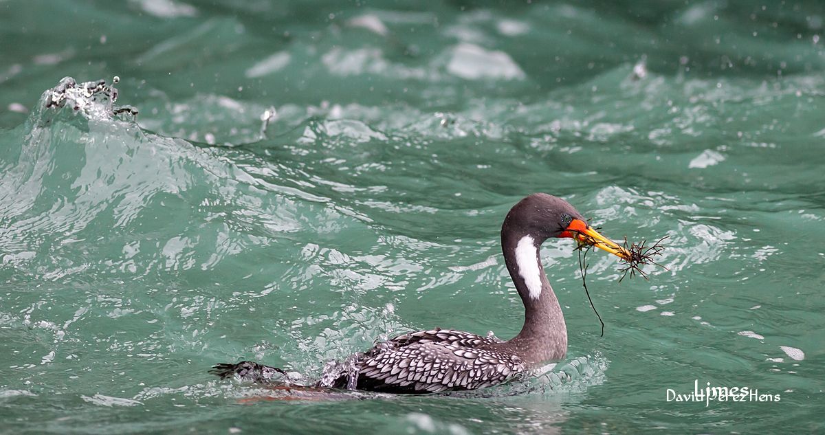 Cormorán Chuita. Costa de Ica