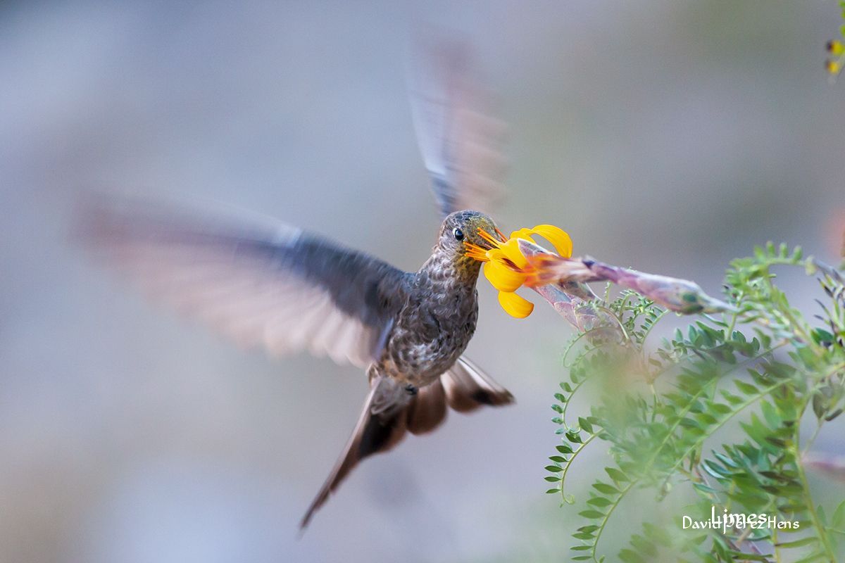 Colibrí Gigante, Cañón del Colca.