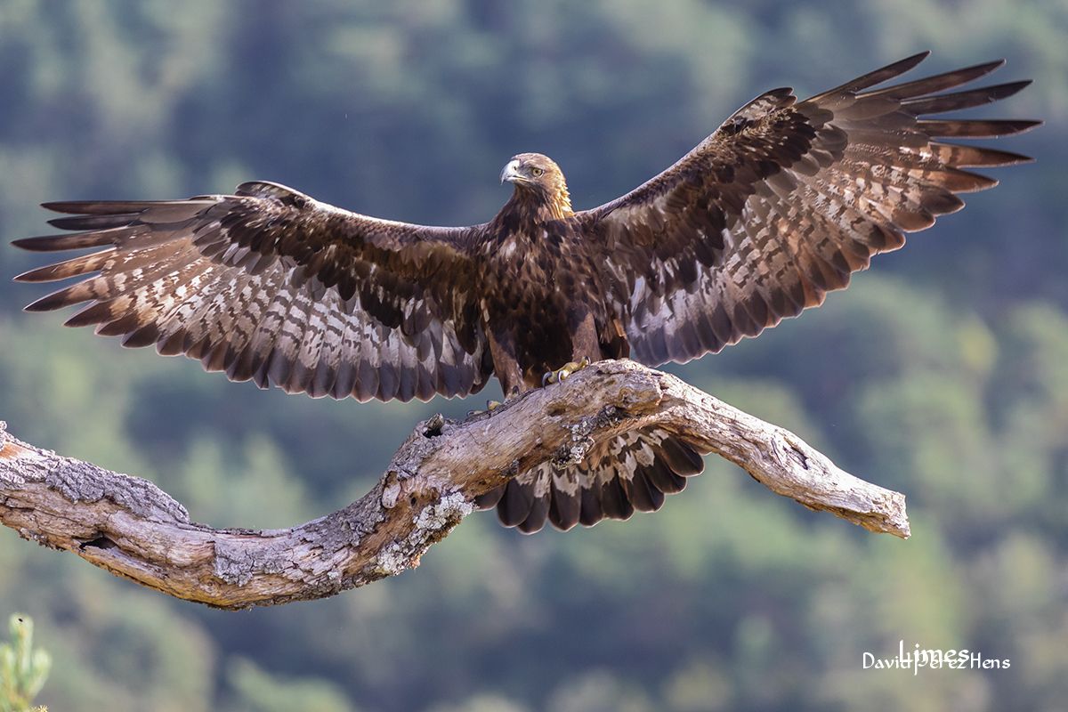 Águila Real adulto entrando al posadero, Hide 