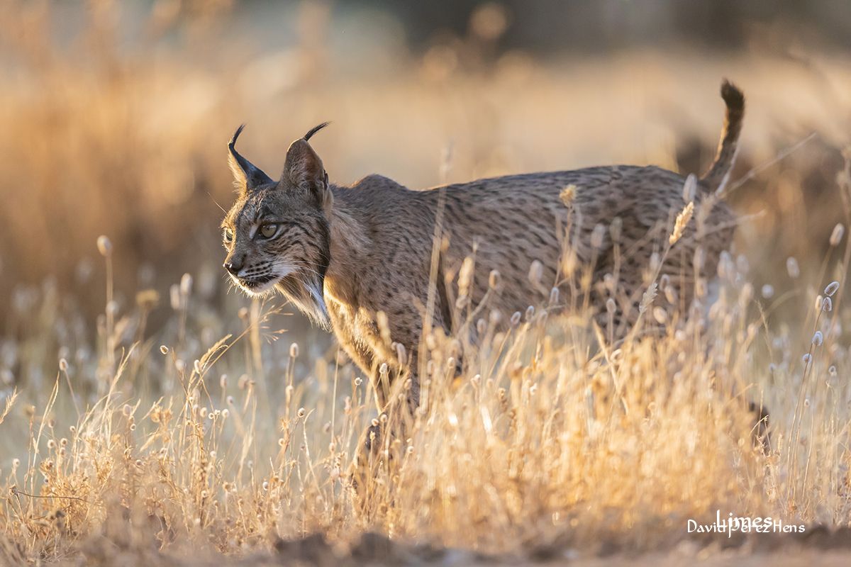 Lince Junio 2022, Hide 