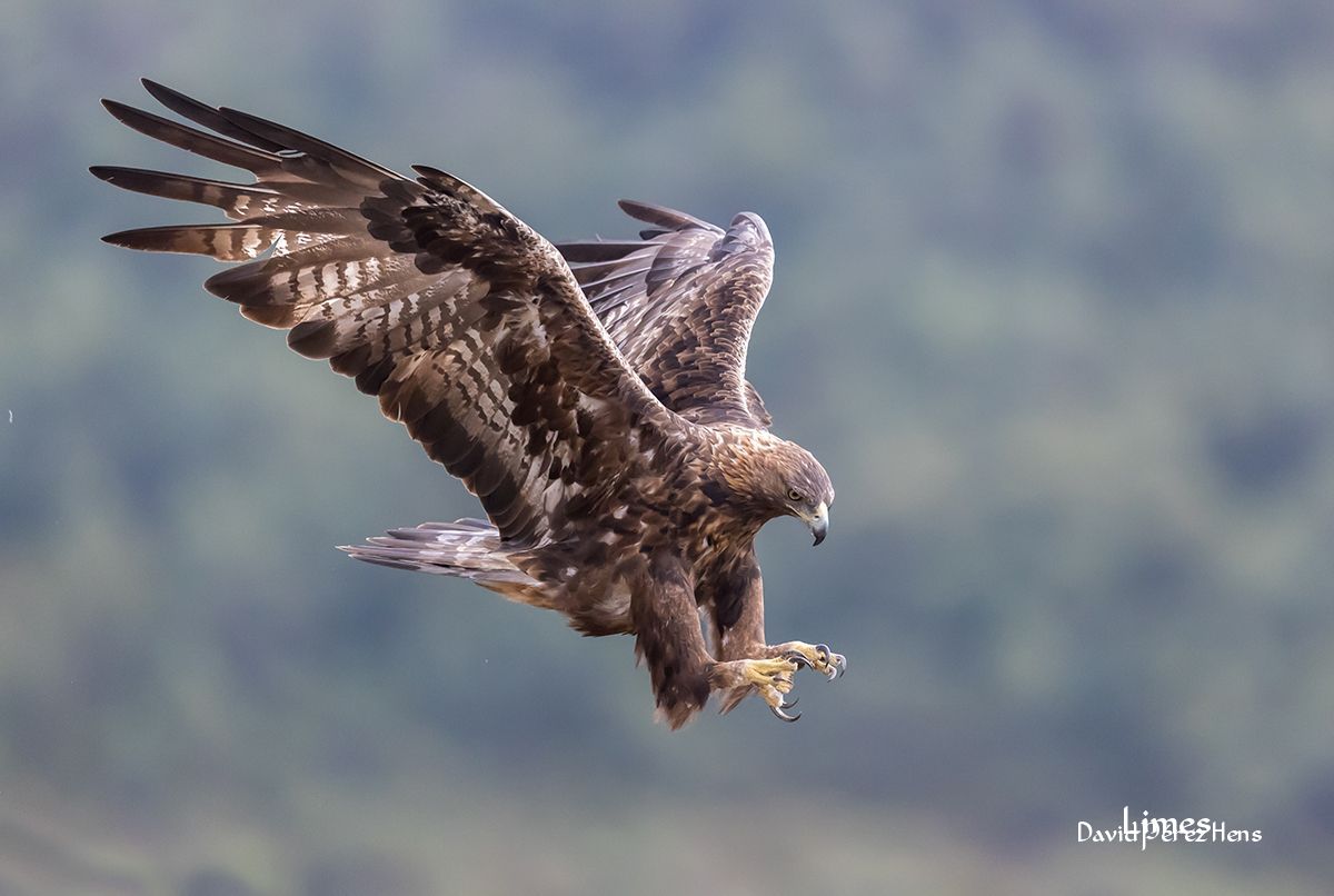 Águila Real , Álava