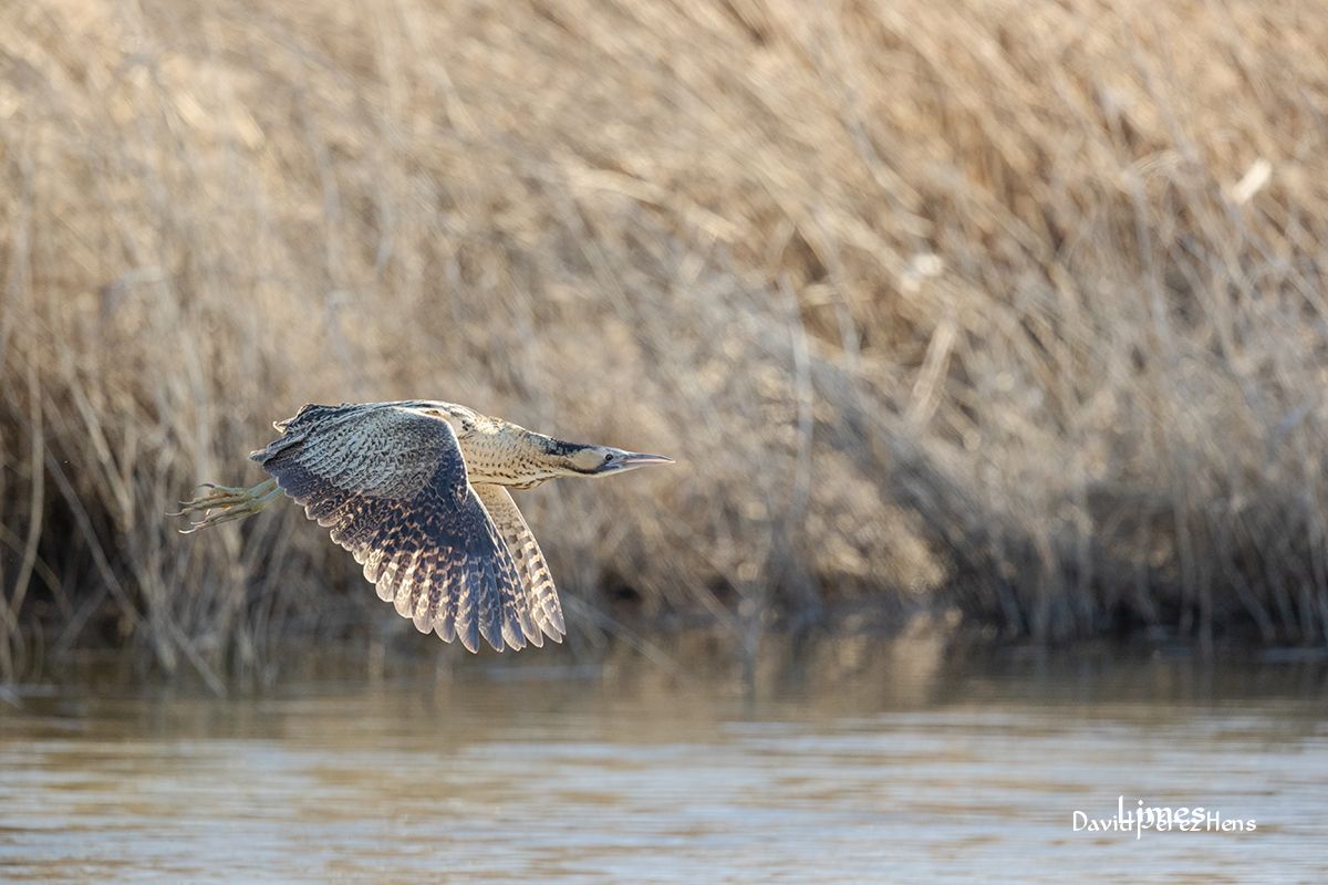  700 mm, 1/3200, F5.6, 2500 ISO