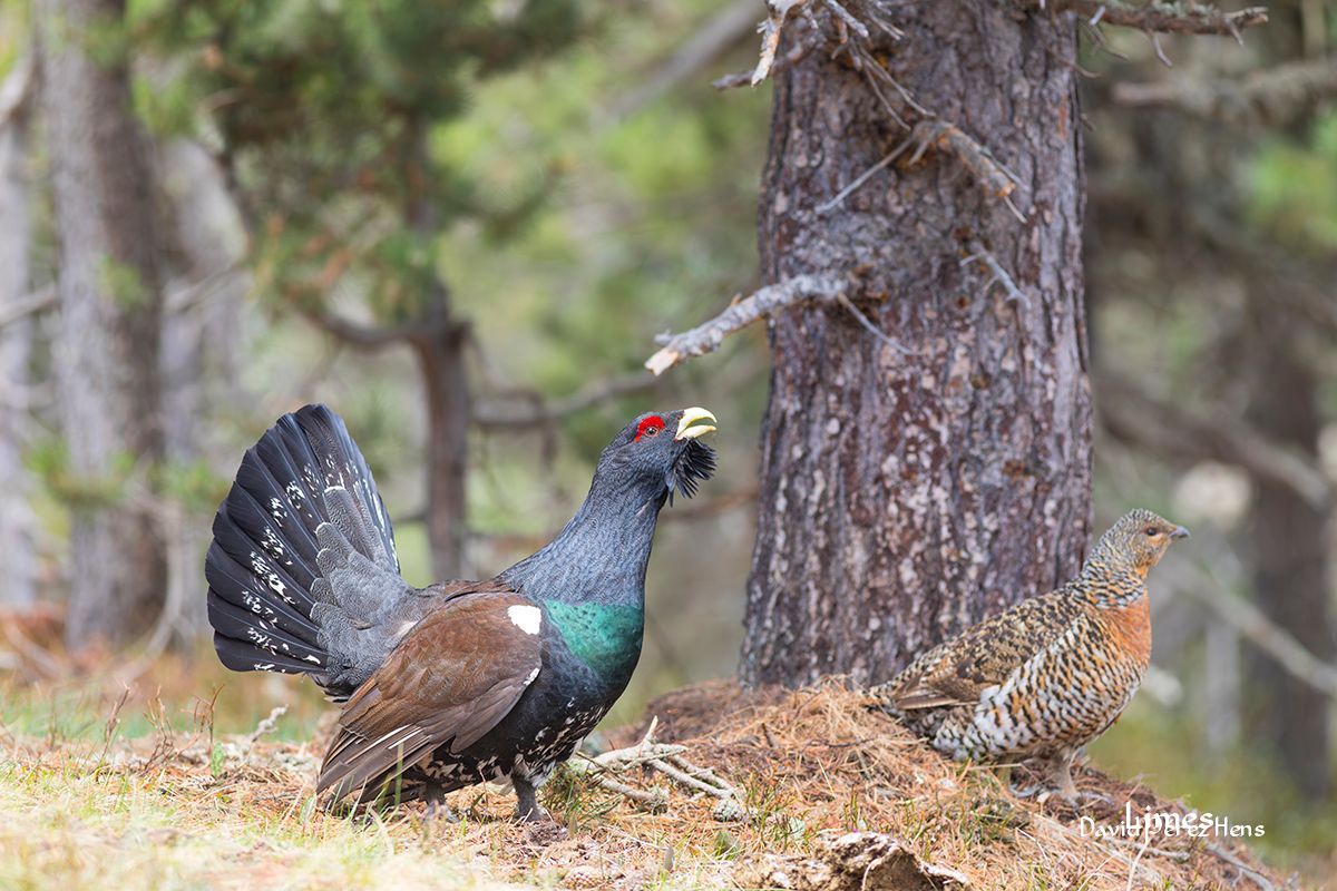 Urogallo, Pirineos 2024, Imagen de María José Abad