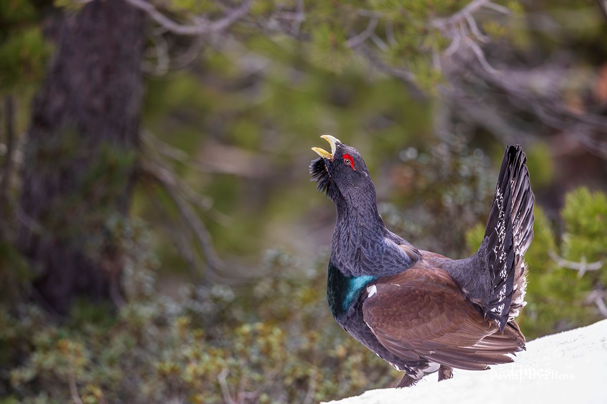 Urogallo, Pirineos 2024