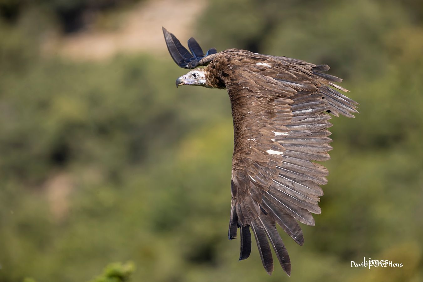 Buitre negro, Pallars Subirá