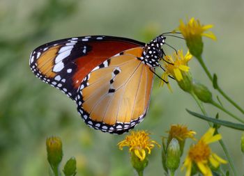 Mariposa Tigre