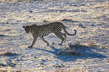 Leopardo, imagen M.J. Abad