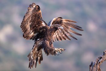 Águila Real, Cáceres