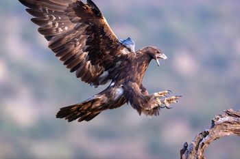 Águila  Real Cáceres