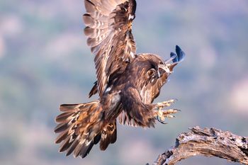 Águila Real, Cáceres