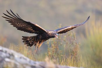 Águila Real, Cáceres