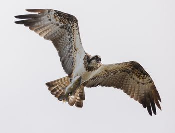 Águila pescadora, Delta del Ebro, reencuadrada