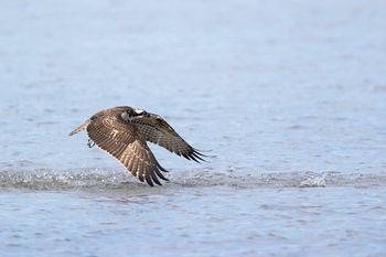 Águila pescadora, Delta del Ebro 2024, reencuadrada