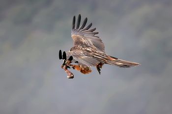 Quenranta, pasando el hueso del pico a las patas, Pallars Subriá